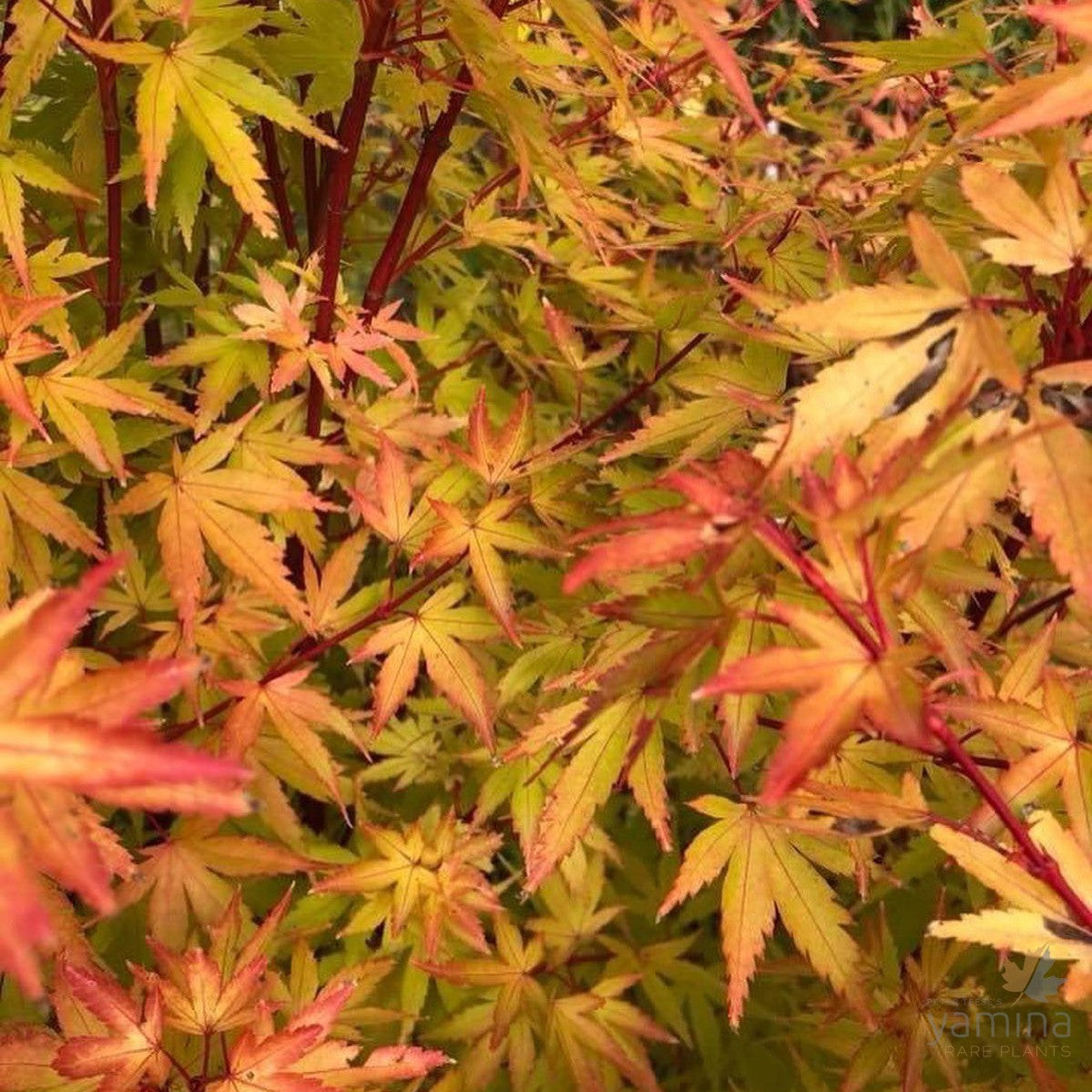 Acer palmatum 'Fjellheim' 2