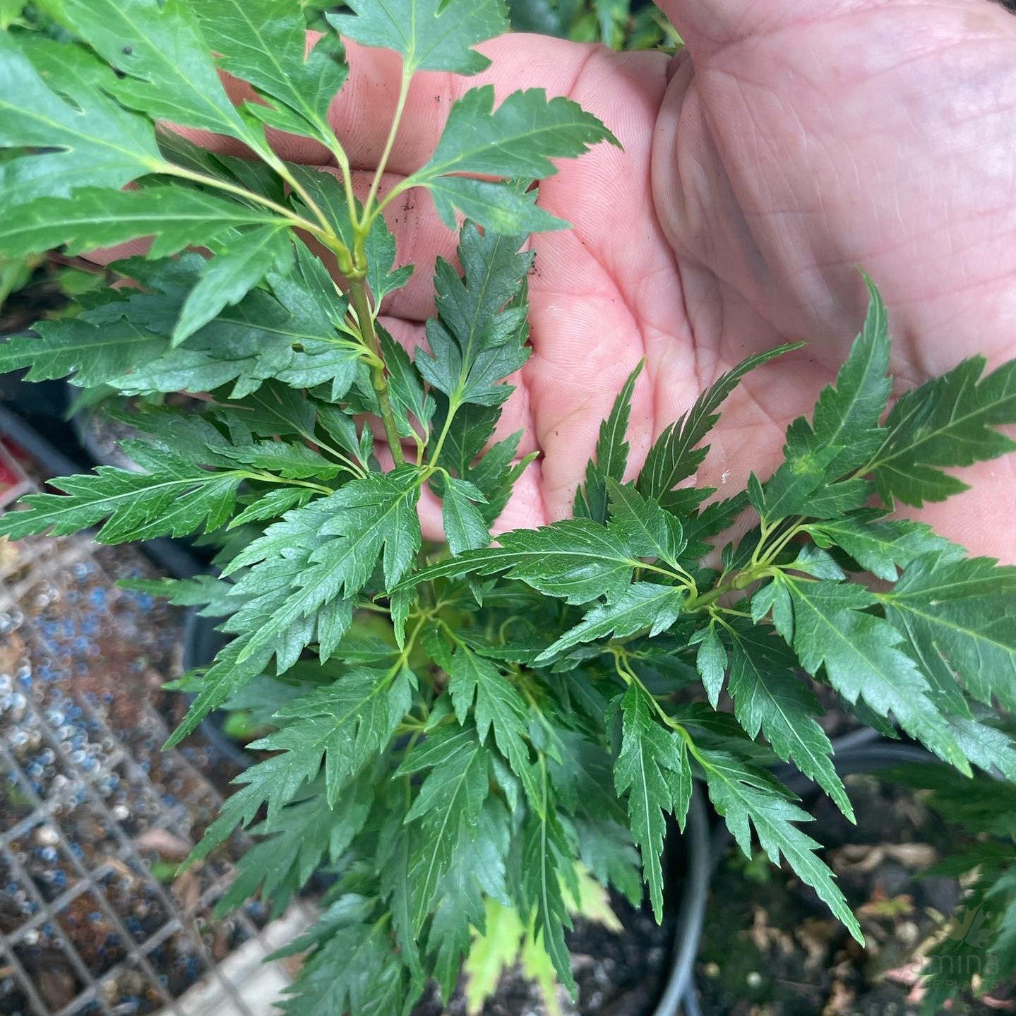 Acer palmatum 'Hagoromo’ 1