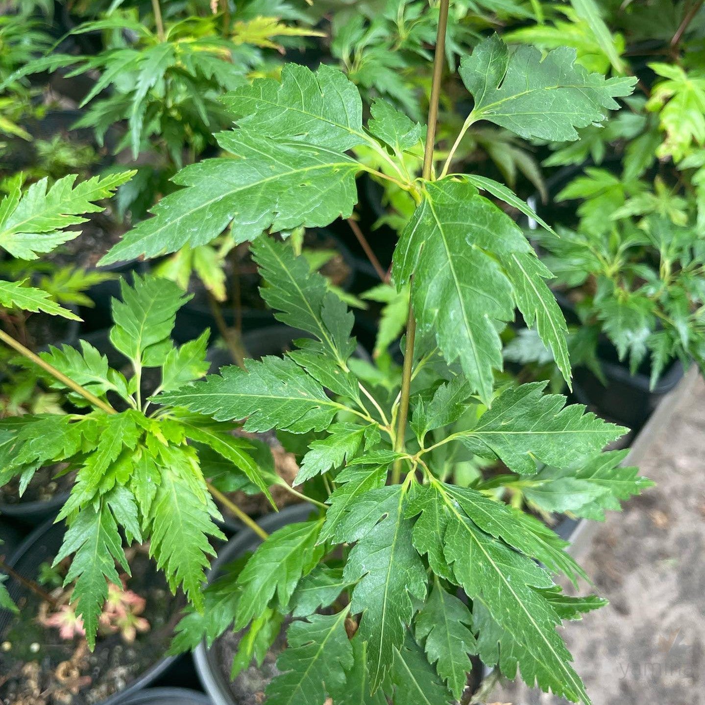 Acer palmatum 'Hagoromo’ 2