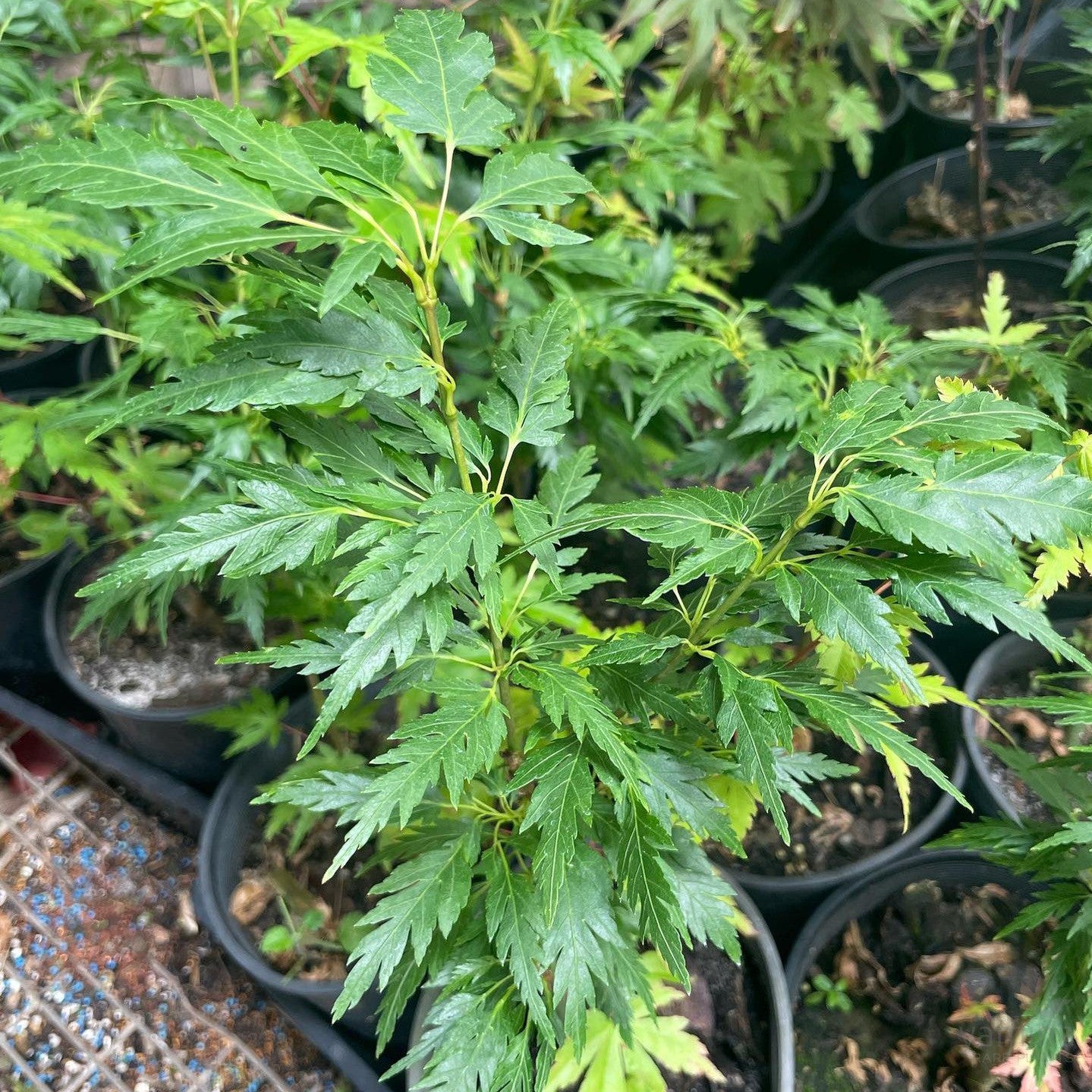 Acer palmatum 'Hagoromo’ 3