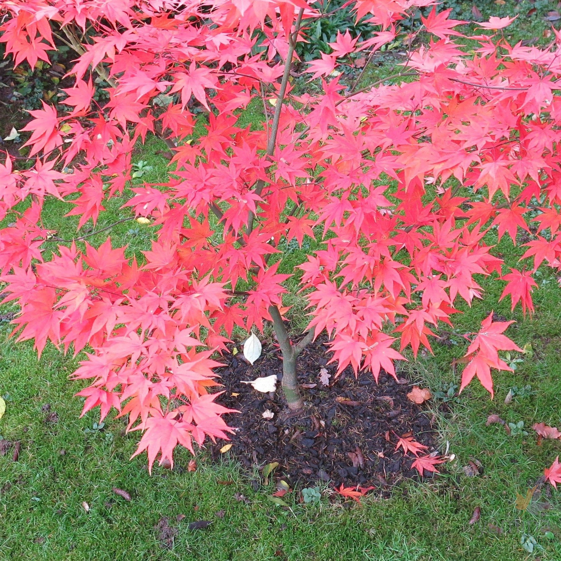 Acer palmatum 'Matsukaze' 1
