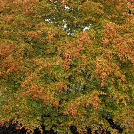 Acer palmatum 'Matsukaze' 2