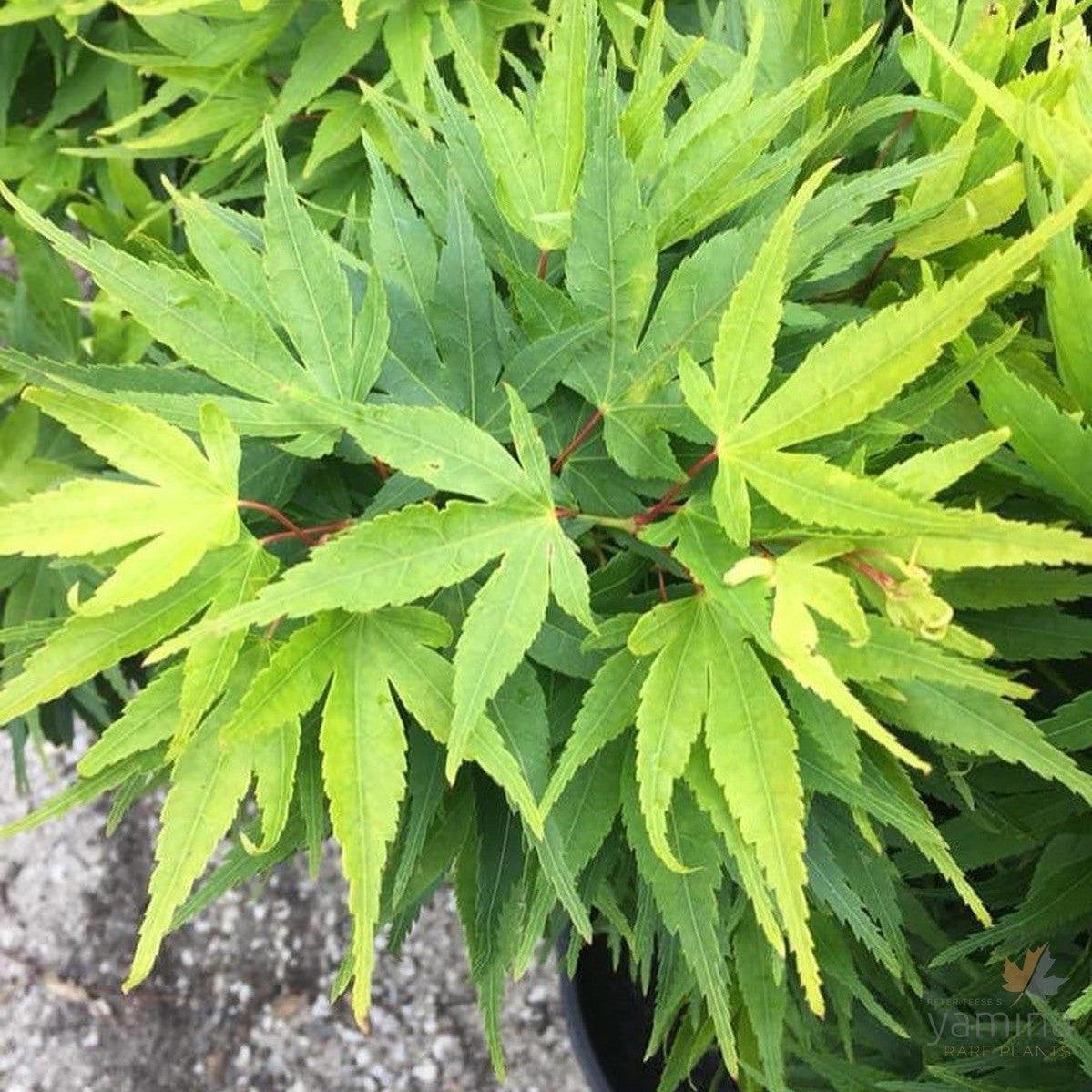 Acer palmatum 'Mikawa Yatsubusa' 1