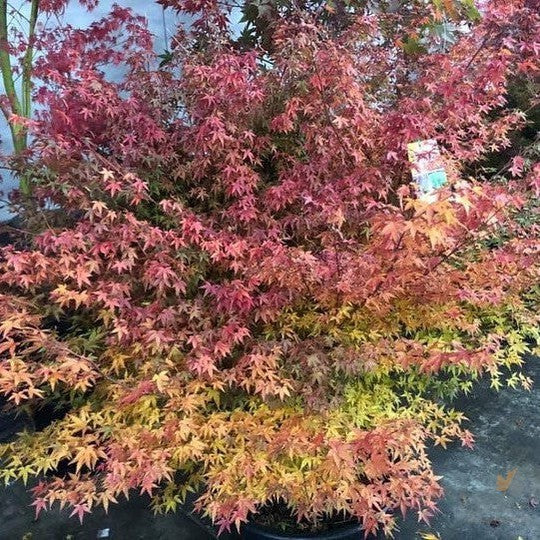 Acer palmatum Murasaki-kiyohime 1