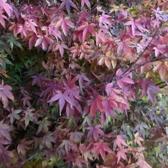 Acer palmatum Murasaki-kiyohime 2