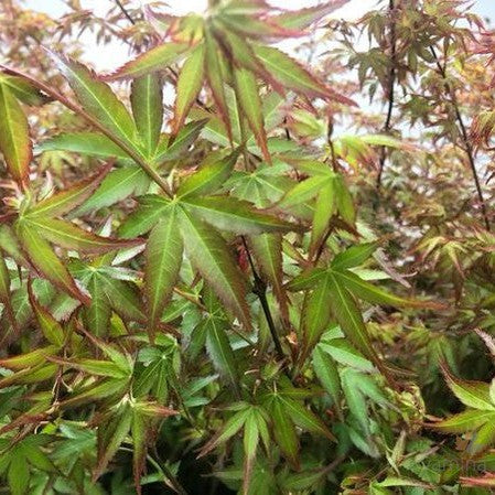 Acer palmatum Murasaki-kiyohime 4