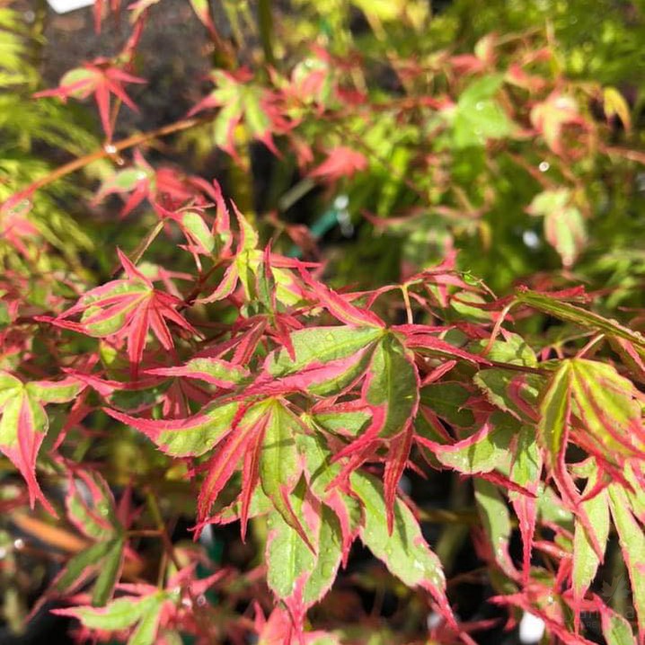 Acer palmatum Okukuji Nishiki 1