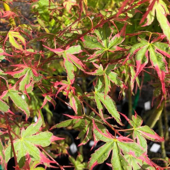 Acer palmatum Okukuji Nishiki 2