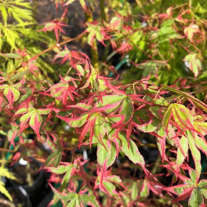 Acer palmatum Okukuji Nishiki 3