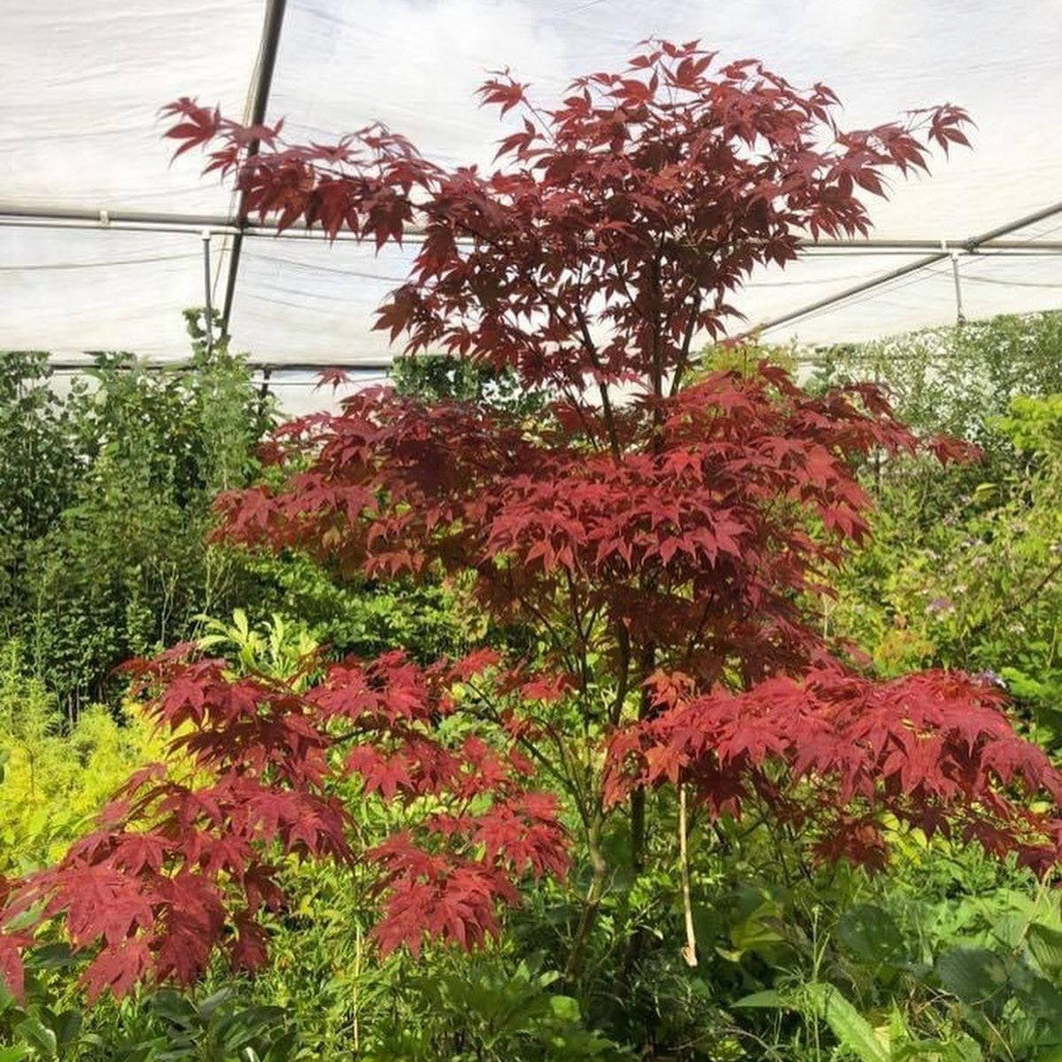 Acer palmatum 'Oregon Sunset' 4