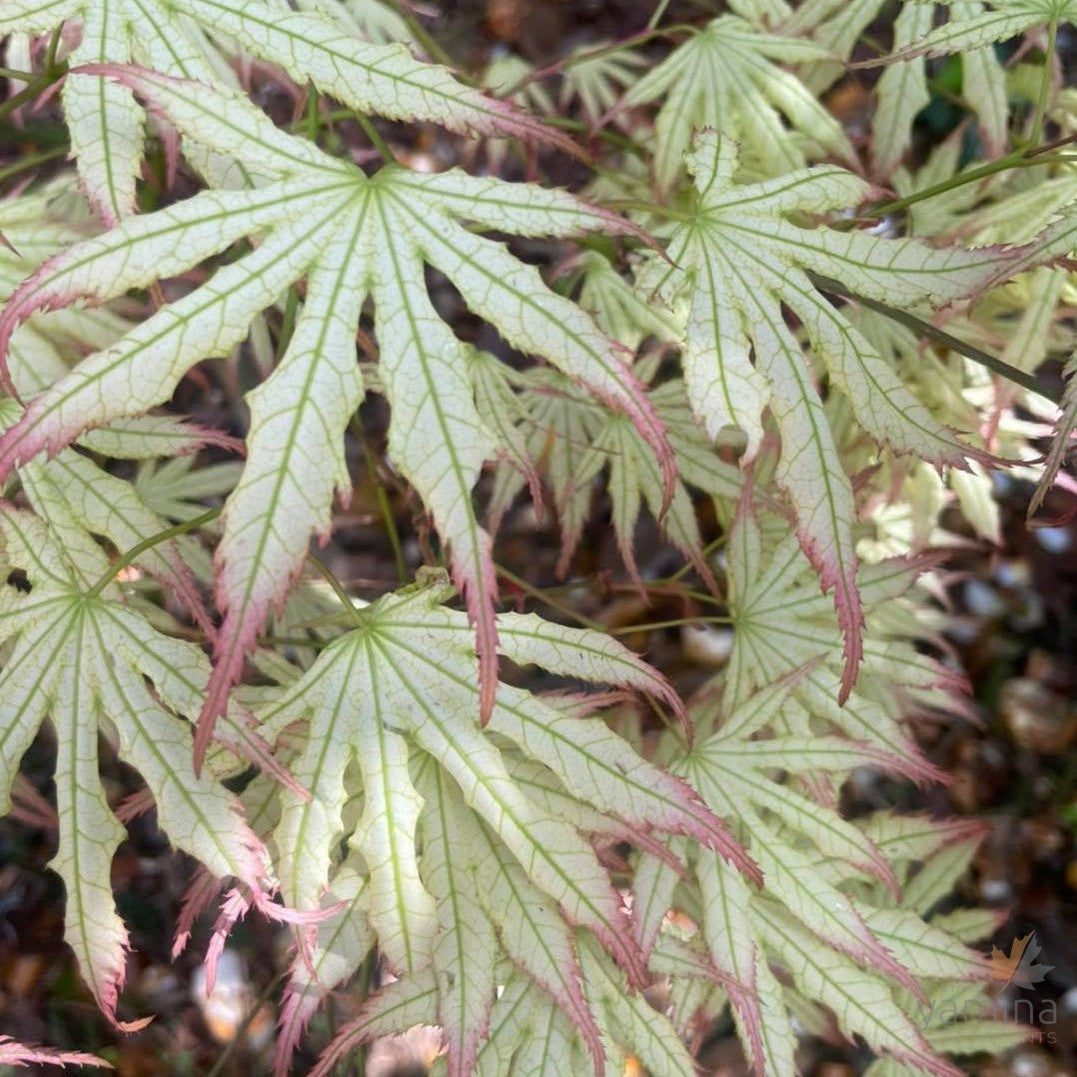 Acer palmatum 'Peaches and Cream' 3