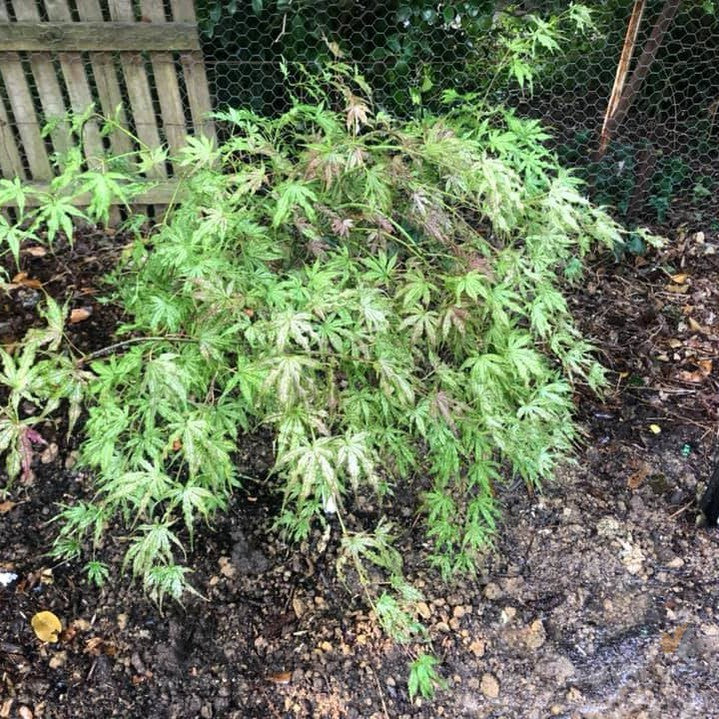 Acer palmatum 'Peaches and Cream' 4