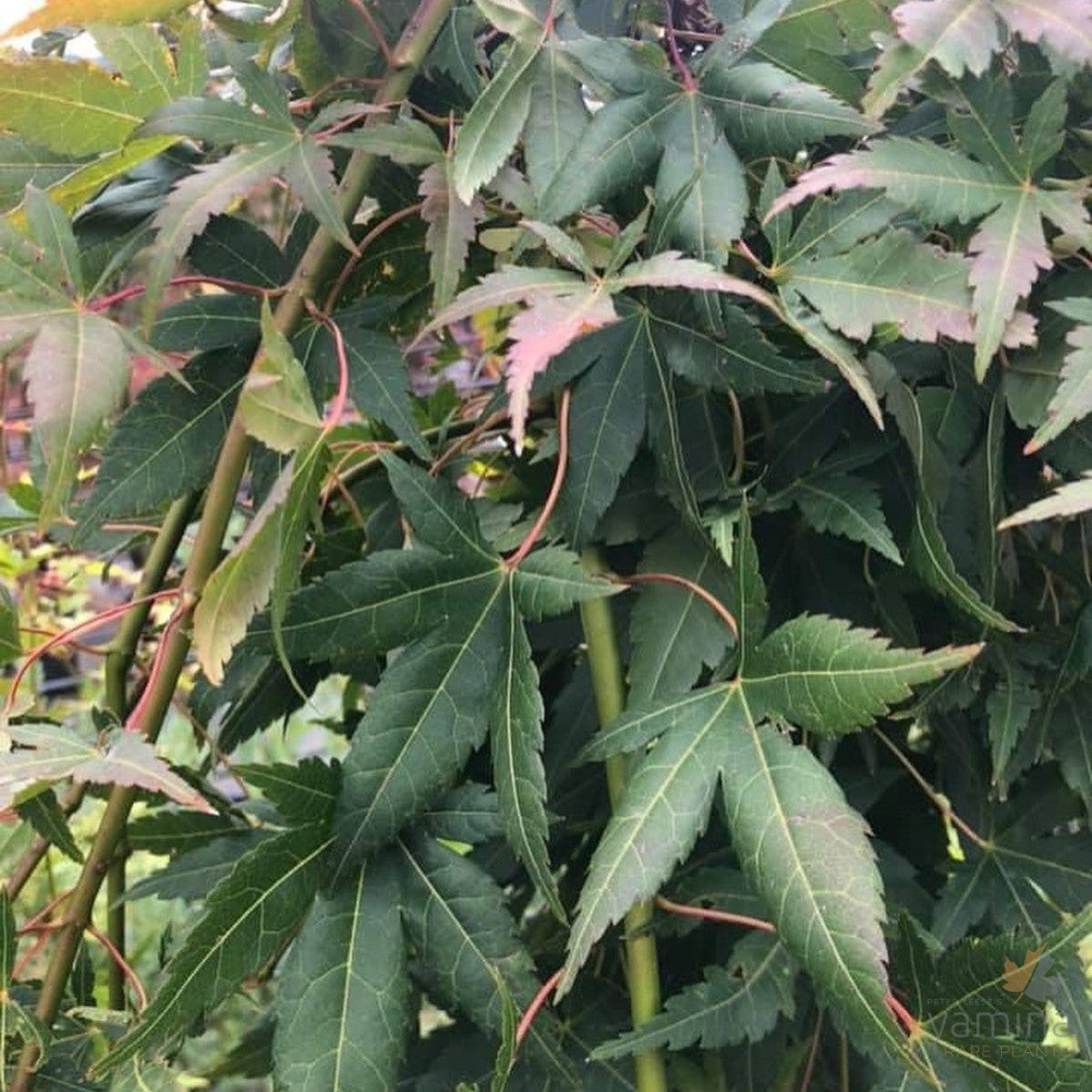 Acer palmatum Ryusen 3