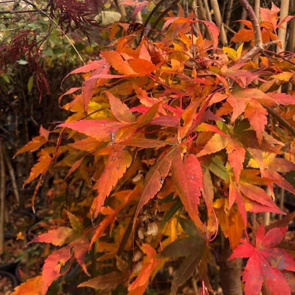 Acer palmatum Ryusen 4