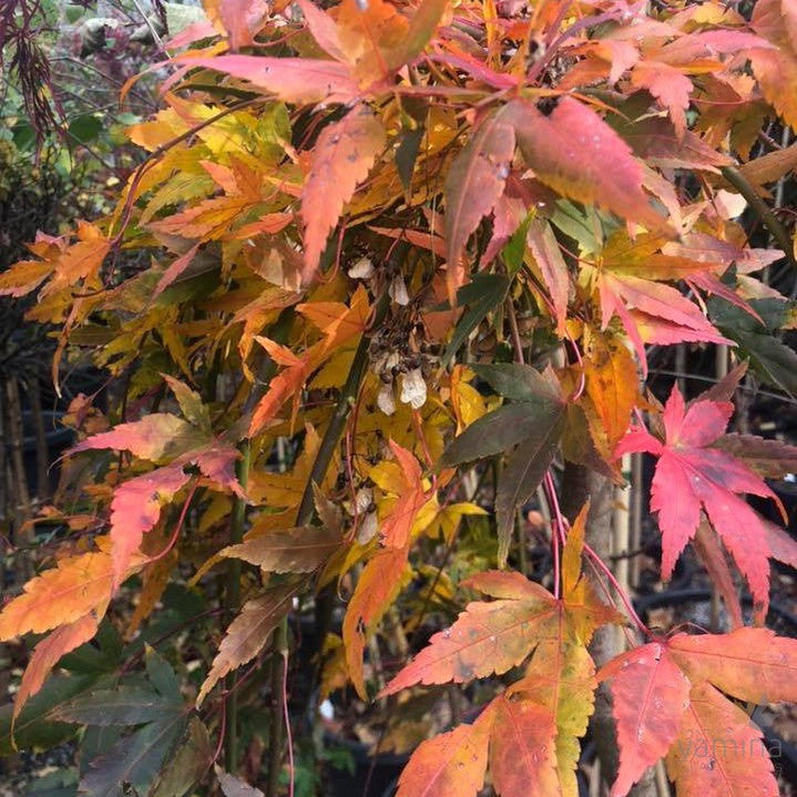 Acer palmatum Ryusen 5