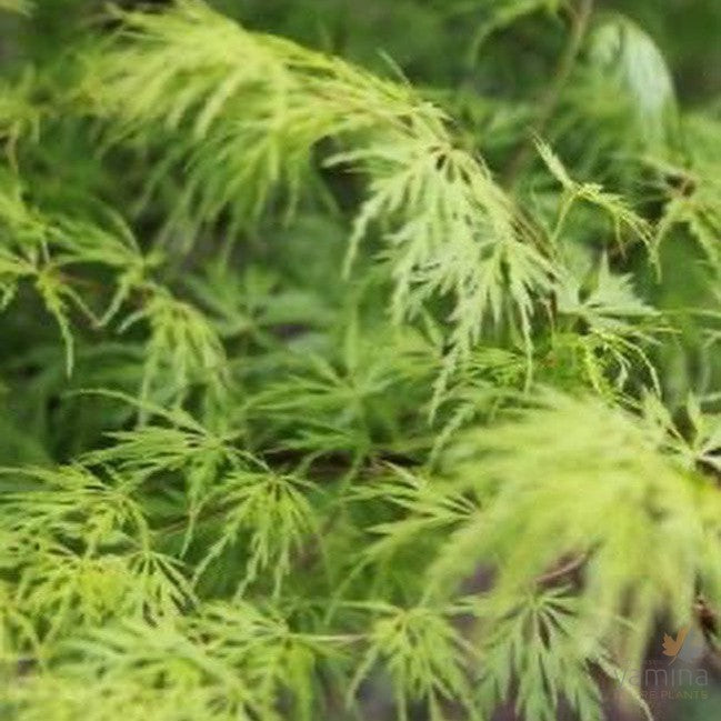 Acer palmatum Seiryu 4