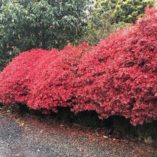 Acer palmatum Shaina 1