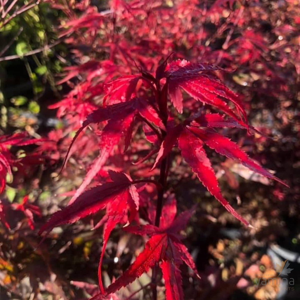 Acer palmatum Shaina 3