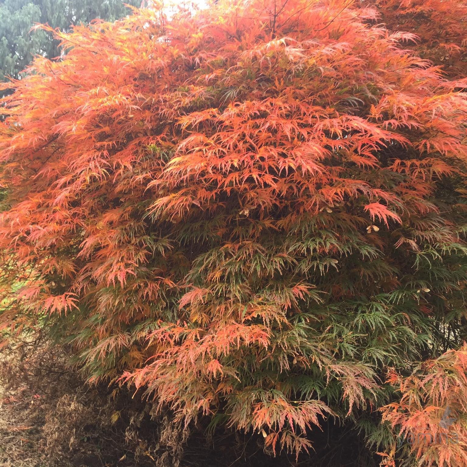 Acer palmatum dissectum  'Atropurpureum' 1