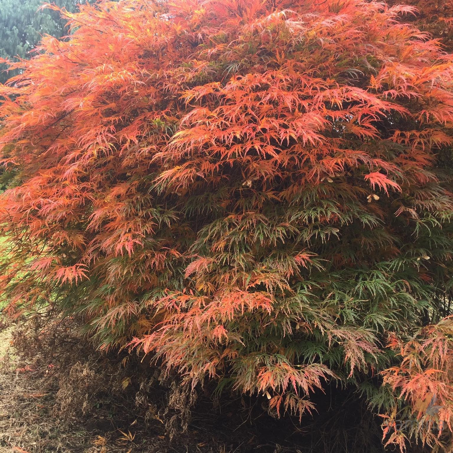 Acer palmatum dissectum 'Atropurpureum' 3