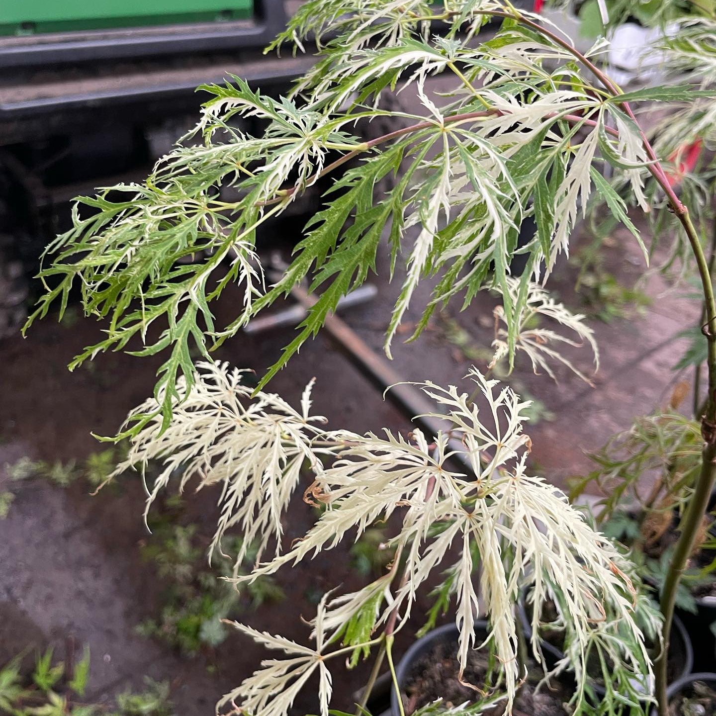 Acer palmatum dissectum 'Goshiki shidare' 1