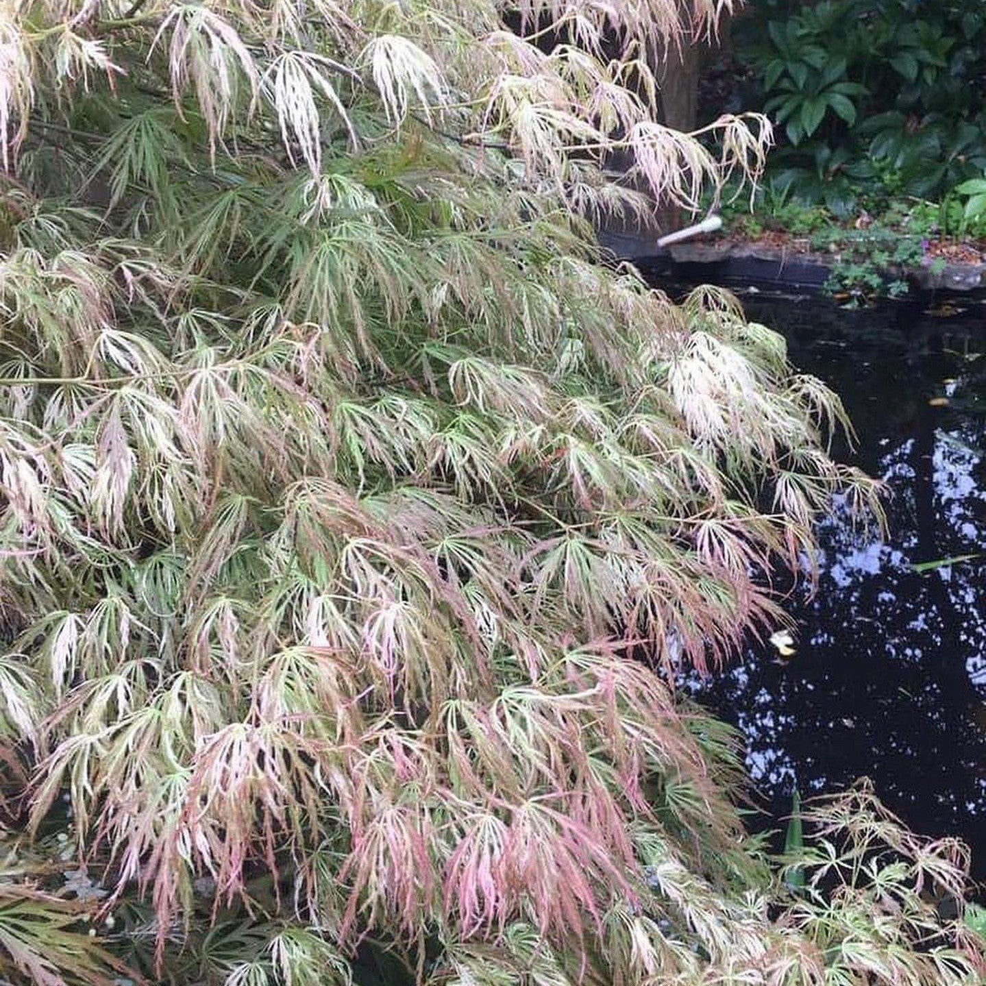 Acer palmatum dissectum 'Goshiki shidare' 2