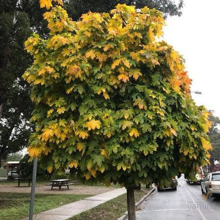 Acer platanoides Globosum 4