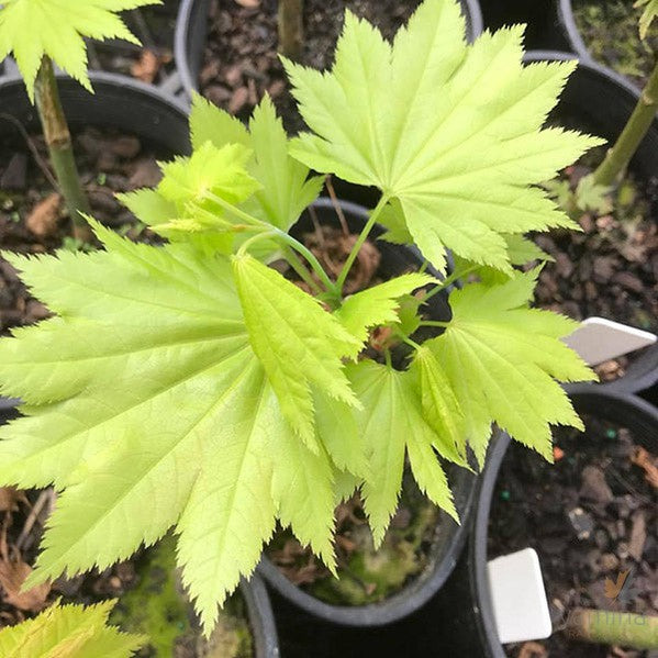 Acer shirasawanum Aureum