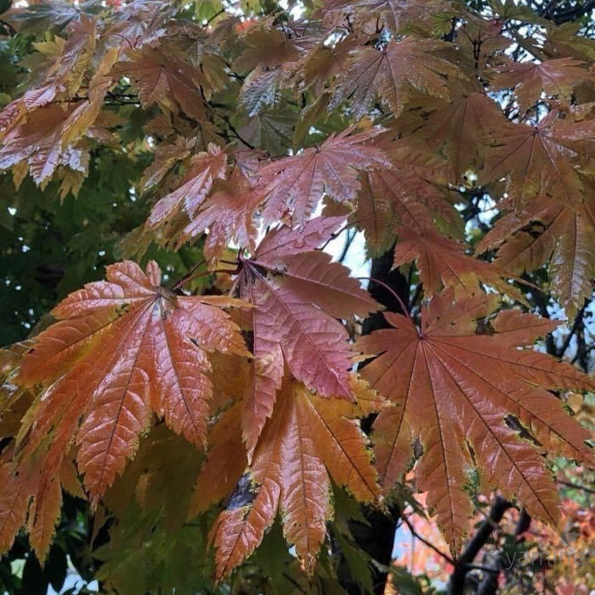 Acer sieboldianum Atarvii