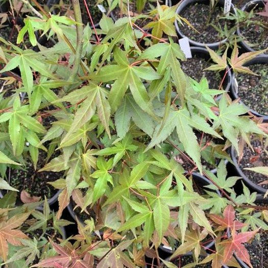 Acer sinensis 1