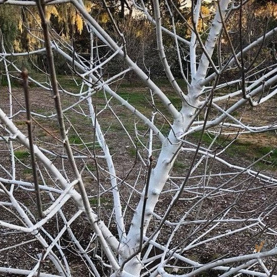 Aesculus californica 4