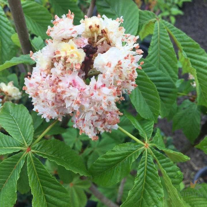 Aesculus hippocastanum 'Baumannii' 3