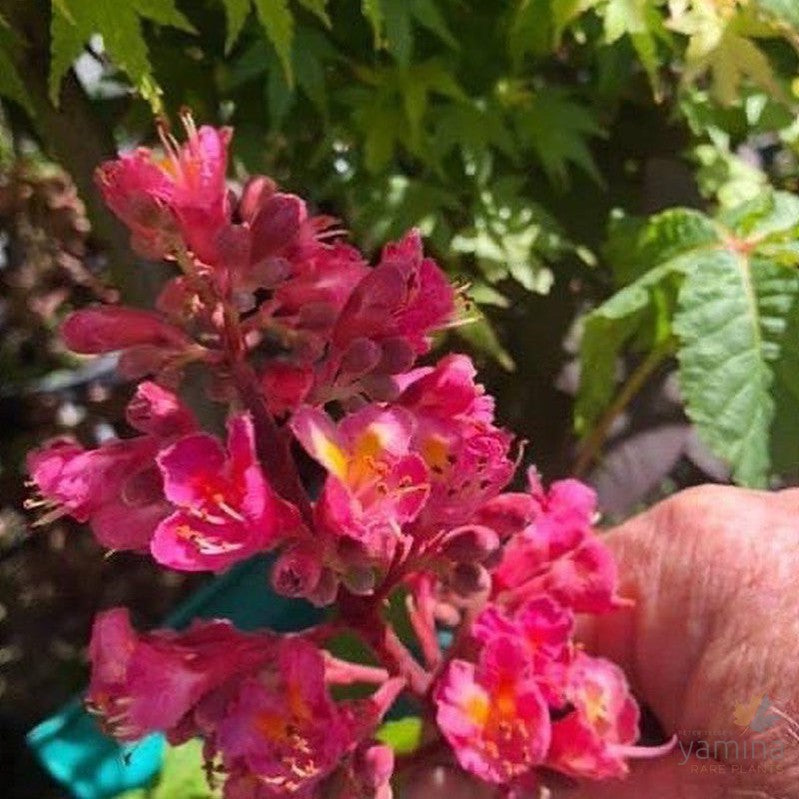 Aesculus x carnea 'Briotii' 3