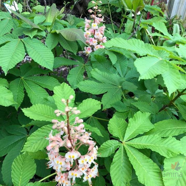Aesculus x carnea 'Plantierensis' 3