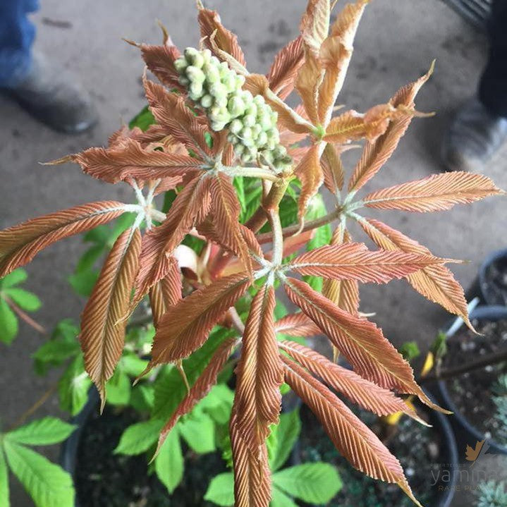 Aesculus x neglecta Erythroblastos 2