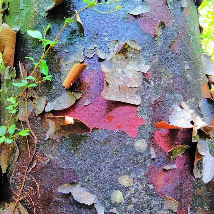 Agathis atropurpurea