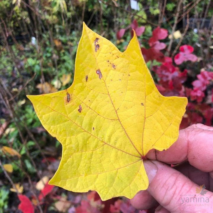 Alangium platanifolium 1