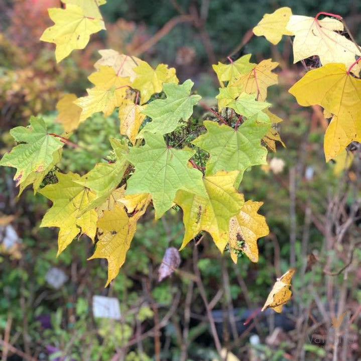 Alangium platanifolium 2
