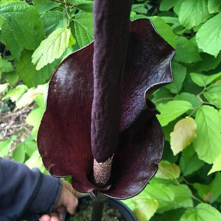 Amorphophallus konjac 4
