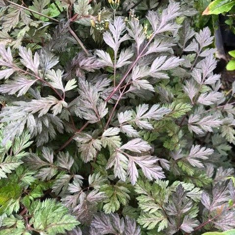 Anthriscus sylvestris Ravenswing 1