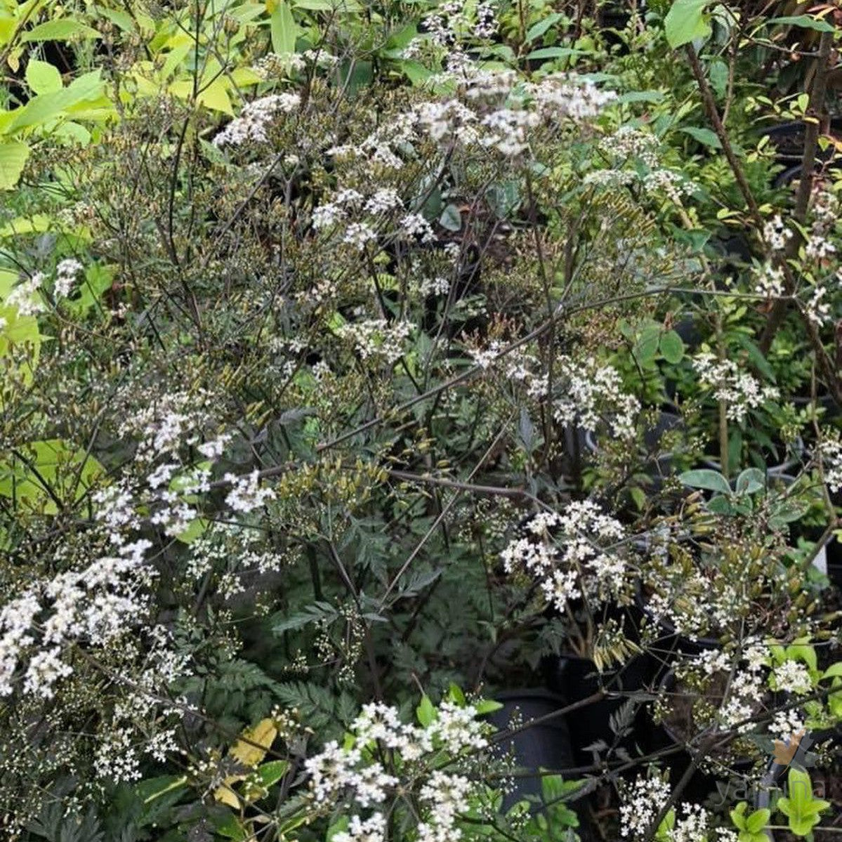 Anthriscus sylvestris Ravenswing 2