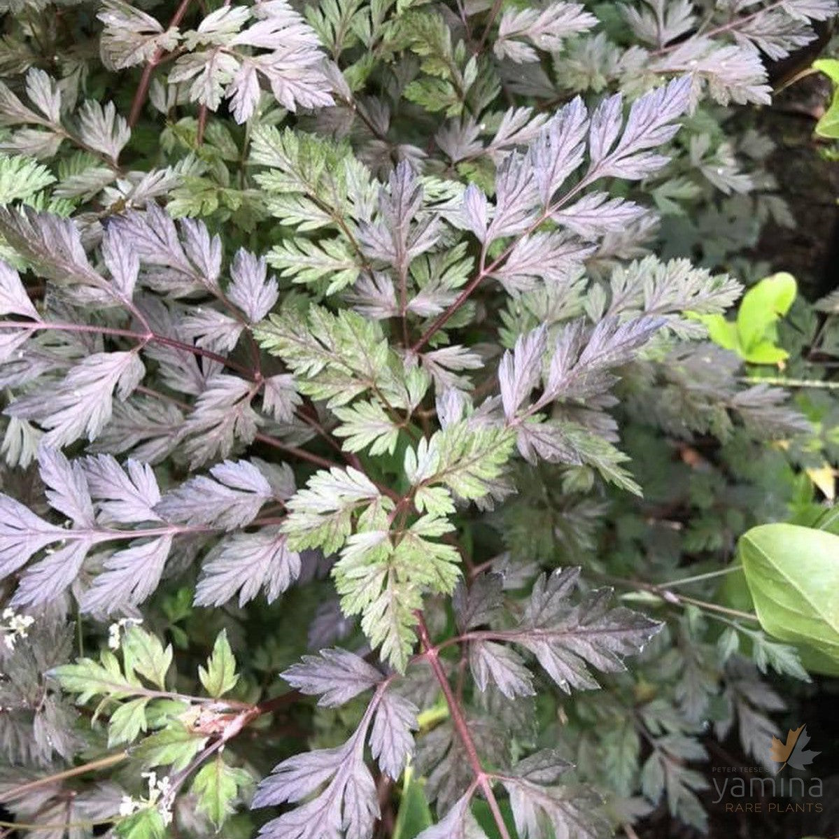 Anthriscus sylvestris Ravenswing 3