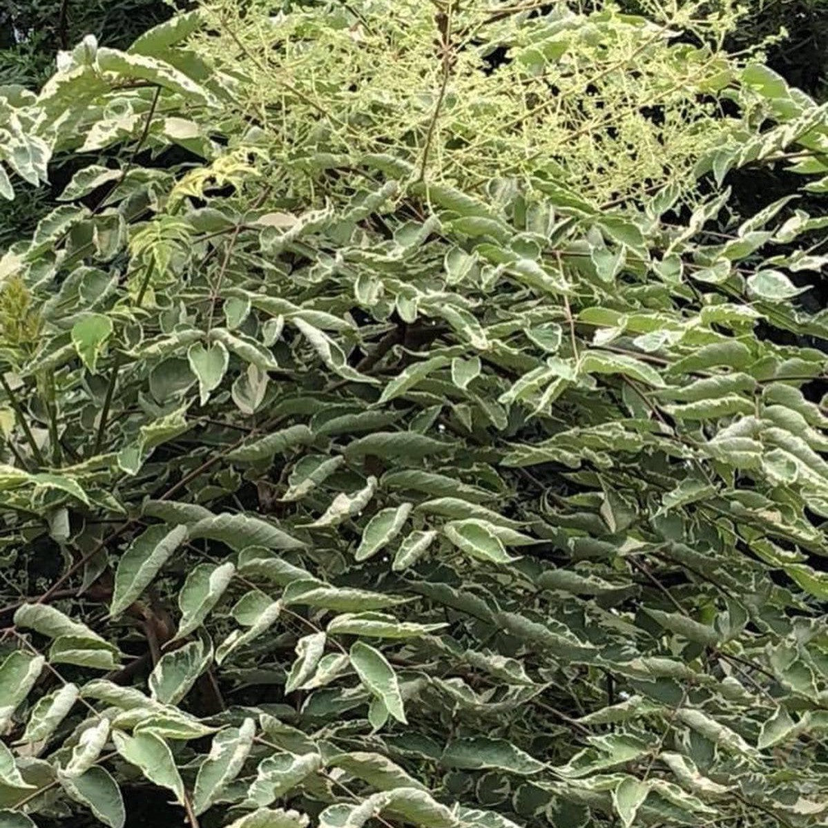 Aralia elata 'Silver Umbrella' 1