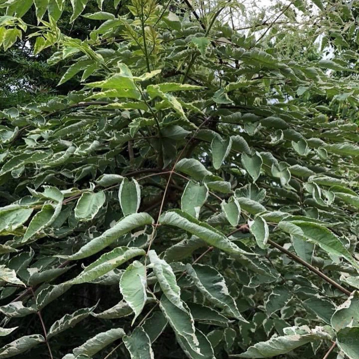 Aralia elata 'Silver Umbrella' 2