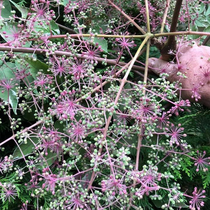 Aralia elata 'Silver Umbrella' 3
