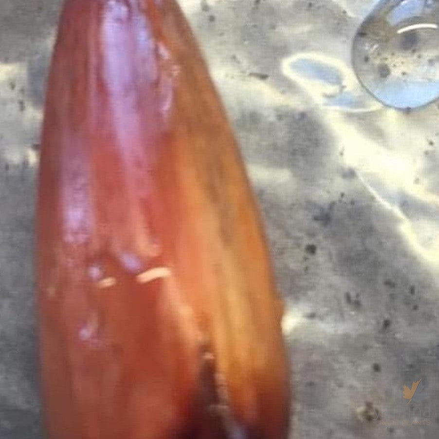 Araucaria araucana-02