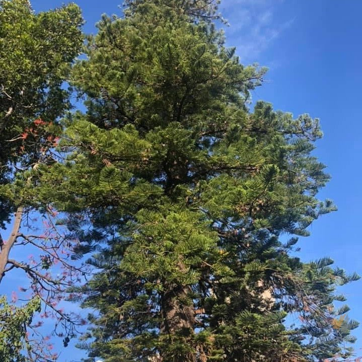 Araucaria columnaris-1