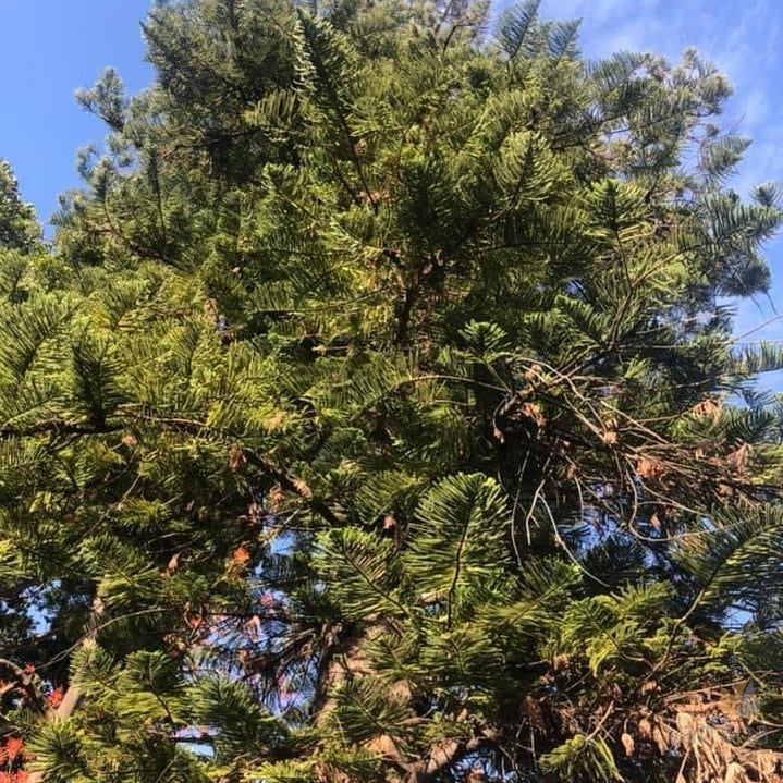 Araucaria columnaris-2