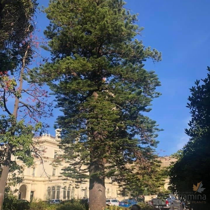 Araucaria columnaris-3