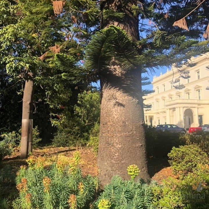 Araucaria columnaris-4